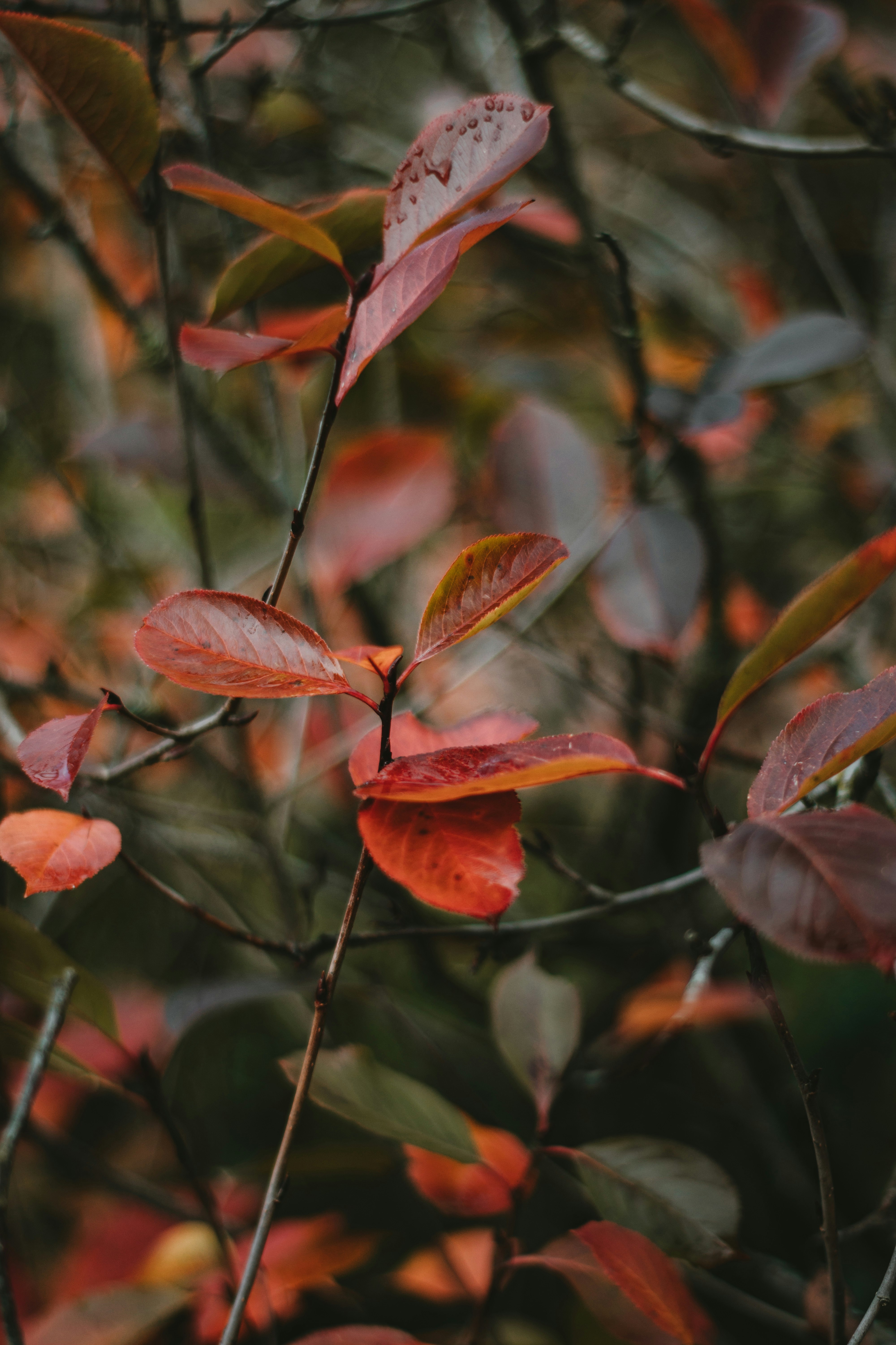 red leaves in tilt shift lens